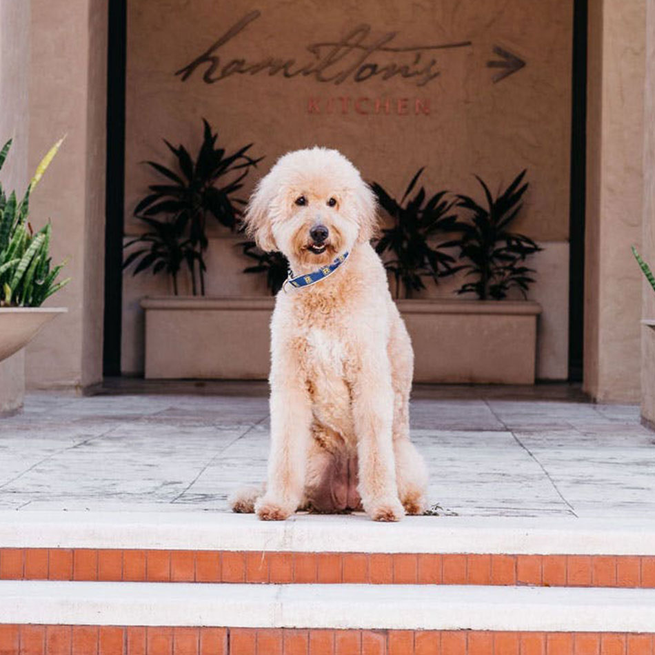 The 12 Best PetFriendly Hotels in The U.S.