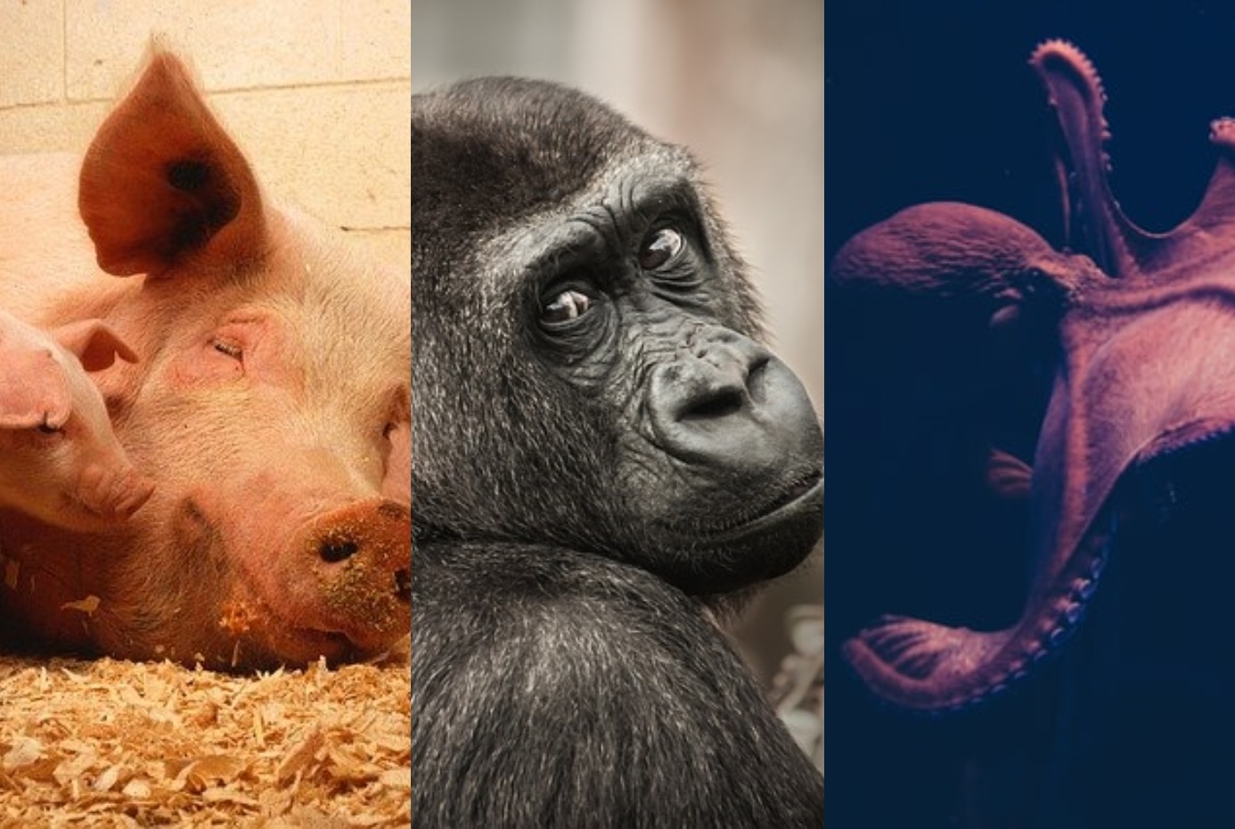 Os animais mais inteligentes do mundo