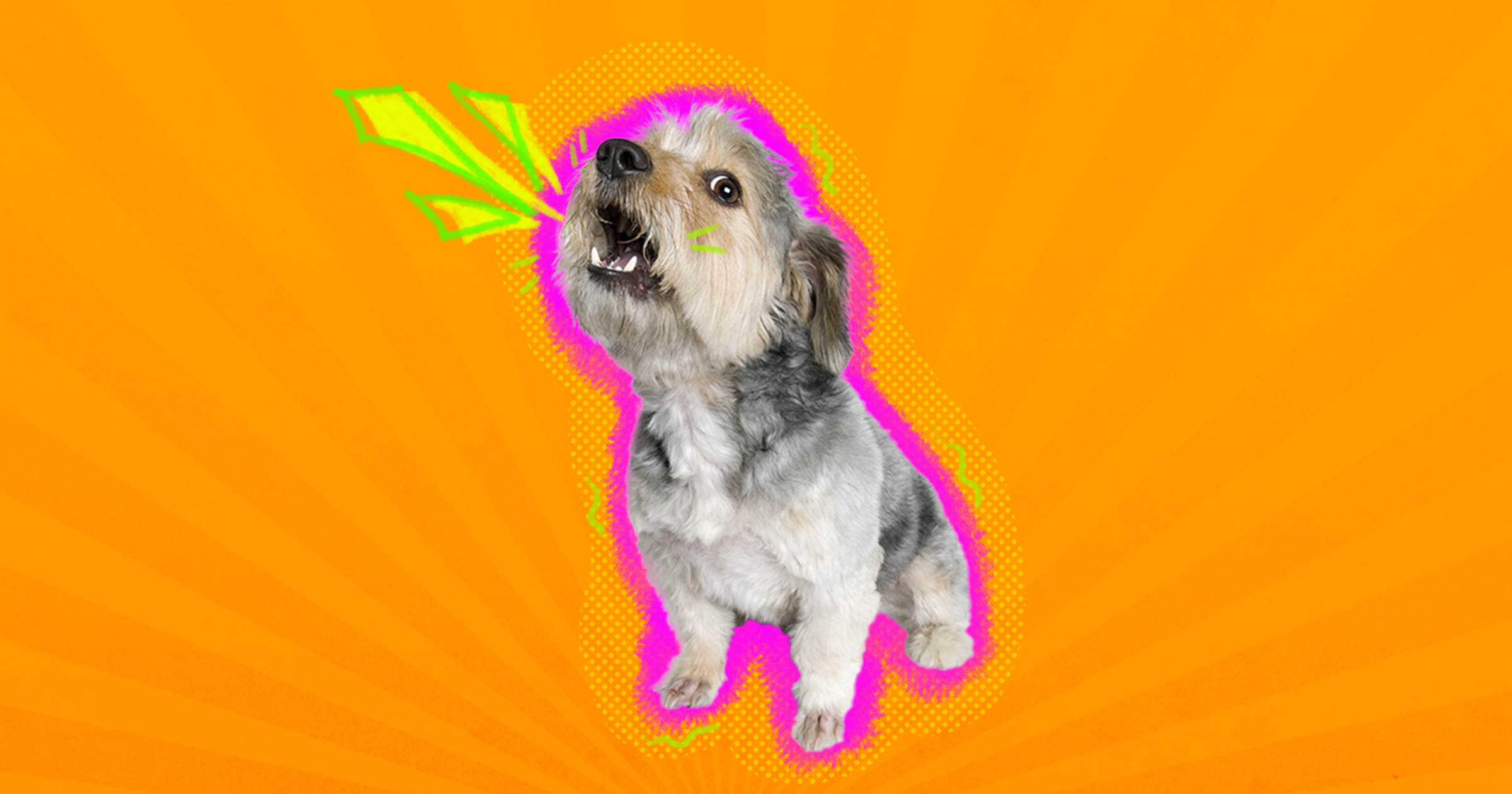 Help! My Dog Won’t Stop Barking!