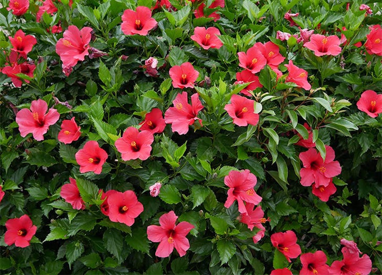 The 10 Best Heat Tolerant Plants for Summer