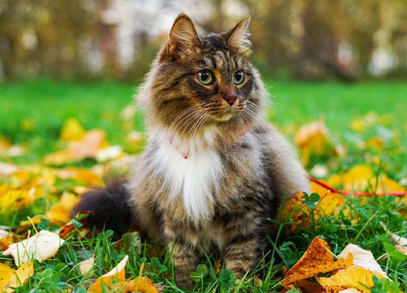 The 5 Most Popular Cat Breeds in the U.S.